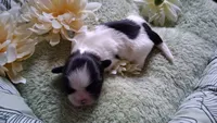 GIRL #1, a female Shih Tzu for sale in Olive Branch, MS – Photo 3 of 4
