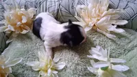 GIRL #1, a female Shih Tzu for sale in Olive Branch, MS – Photo 4 of 4