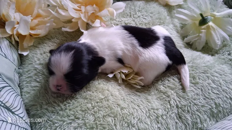 GIRL #1 – Shih Tzu puppy for sale in Olive Branch, MS