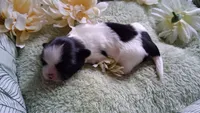 GIRL #1, a female Shih Tzu for sale in Olive Branch, MS – Photo 1 of 4