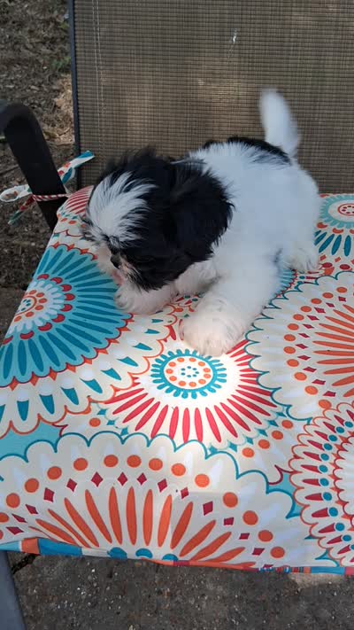 FURBABIE #1, a female Shih Tzu for sale in Memphis, TN – 2 of 5