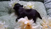 GIRL #3, a female Shih Tzu for sale in Olive Branch, MS – Photo 3 of 3