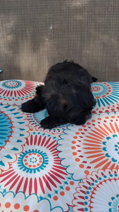 FURBABIE #2, a female Shih Tzu for sale in Memphis, TN – 2 of 4