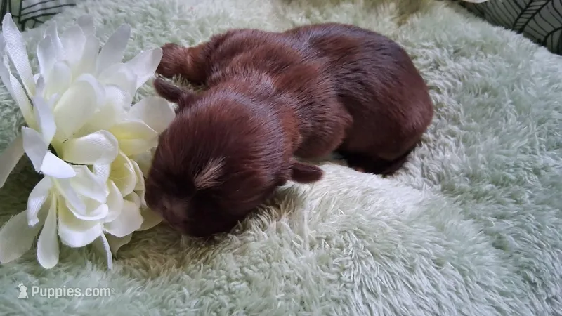GIRL  #2 – Shih Tzu puppy for sale in Olive Branch, MS