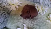 GIRL  #2, a female Shih Tzu for sale in Olive Branch, MS – Photo 2 of 3