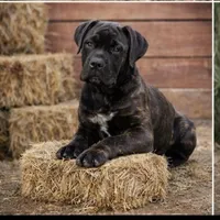 Trump, a male Cane Corso for sale in Palmdale, CA – Photo 4 of 4