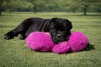 processed/69c76a0f-ed79-4cd1-a241-8722cb79ab85/listing/4b9a8bbb-776d-493c-815a-dd3830ecbcf8/8c9d68a4-dfe9-4c98-b5b8-75caa983f53a