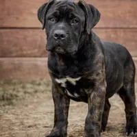 Trump, a male Cane Corso for sale in Palmdale, CA – Photo 1 of 4
