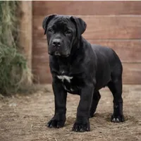 Trump, a male Cane Corso for sale in Palmdale, CA – Photo 2 of 4