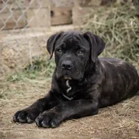 Trump, a male Cane Corso for sale in Palmdale, CA – Photo 3 of 4