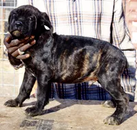 processed/69c76a0f-ed79-4cd1-a241-8722cb79ab85/listing/712ddd55-7070-40ef-b329-da4a9676be3d/480c2ae6-cdcf-440a-992c-44ddc41e5383