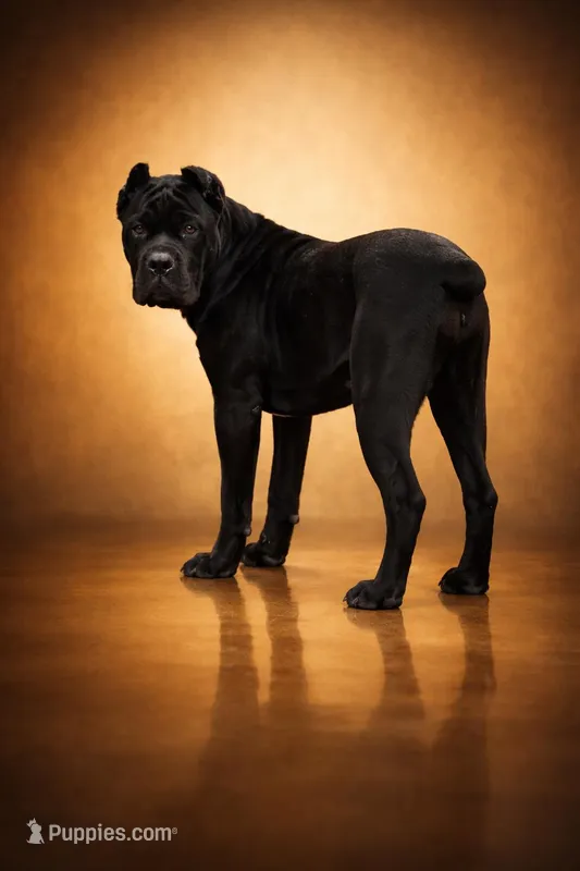 Clinton – Cane Corso puppy for sale in Palmdale, CA