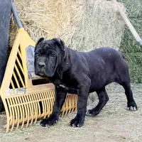 Clinton, a male Cane Corso for sale in Palmdale, CA – Photo 3 of 10