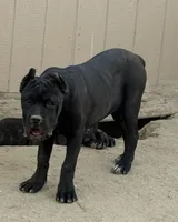 Clinton, a male Cane Corso for sale in Palmdale, CA – Photo 8 of 10