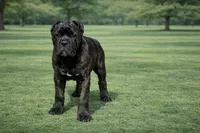 processed/69c76a0f-ed79-4cd1-a241-8722cb79ab85/listing/932c4c3c-14de-4a78-ab62-9f3acdb4a587/65e32204-4f03-4ba3-a3ca-e09054ebb75e