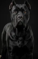 Clinton, a male Cane Corso for sale in Palmdale, CA – Photo 7 of 10