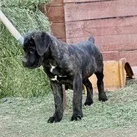 Clinton, a male Cane Corso for sale in Palmdale, CA – Photo 5 of 10