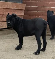 Clinton, a male Cane Corso for sale in Palmdale, CA – Photo 9 of 10