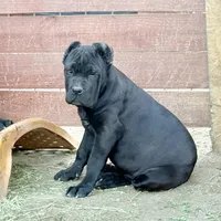 Clinton, a male Cane Corso for sale in Palmdale, CA – Photo 2 of 10