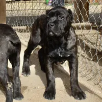 Clinton, a male Cane Corso for sale in Palmdale, CA – Photo 4 of 10