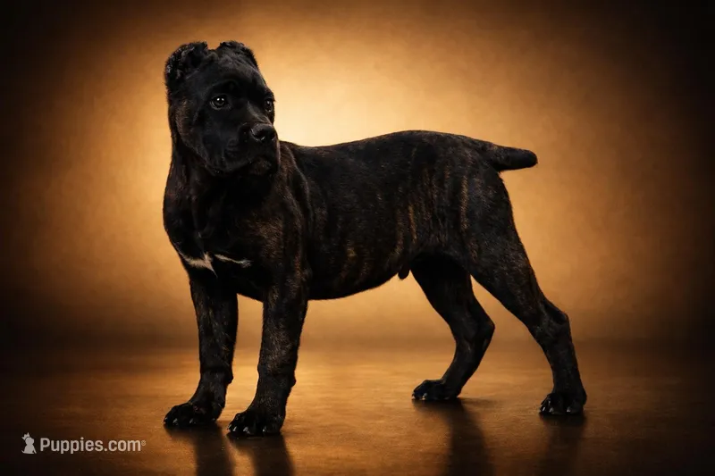 Obama – Cane Corso puppy for sale in Palmdale, CA
