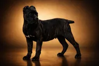 Obama, a male Cane Corso for sale in Palmdale, CA – Photo 1 of 9