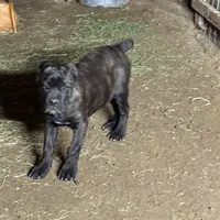 Obama, a male Cane Corso for sale in Palmdale, CA – Photo 8 of 9
