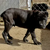 Obama, a male Cane Corso for sale in Palmdale, CA – Photo 4 of 9