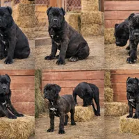 Obama, a male Cane Corso for sale in Palmdale, CA – Photo 5 of 9