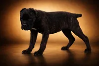 Obama, a male Cane Corso for sale in Palmdale, CA – Photo 9 of 9