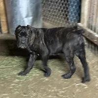 Obama, a male Cane Corso for sale in Palmdale, CA – Photo 6 of 9
