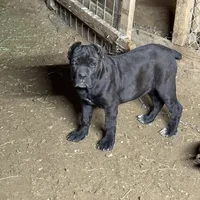 Obama, a male Cane Corso for sale in Palmdale, CA – Photo 2 of 9