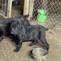 Obama, a male Cane Corso for sale in Palmdale, CA – Photo 7 of 9