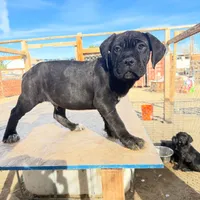 Trump, a male Cane Corso for sale in Palmdale, CA – Photo 3 of 3
