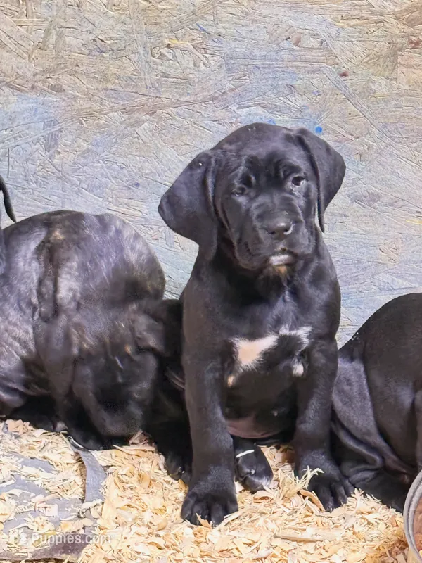 Trump – Cane Corso puppy on hold in Palmdale, CA