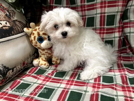 Dixie Male 1 – Maltese puppy for sale in Center Point, TX