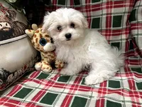 Dixie Male 1, a male Maltese for sale in Center Point, TX – 1 of 1