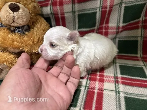 Peaches Male – Maltese puppy for sale in Center Point, TX