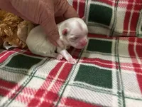 Peaches Male, a male Maltese for sale in Center Point, TX – 1 of 1