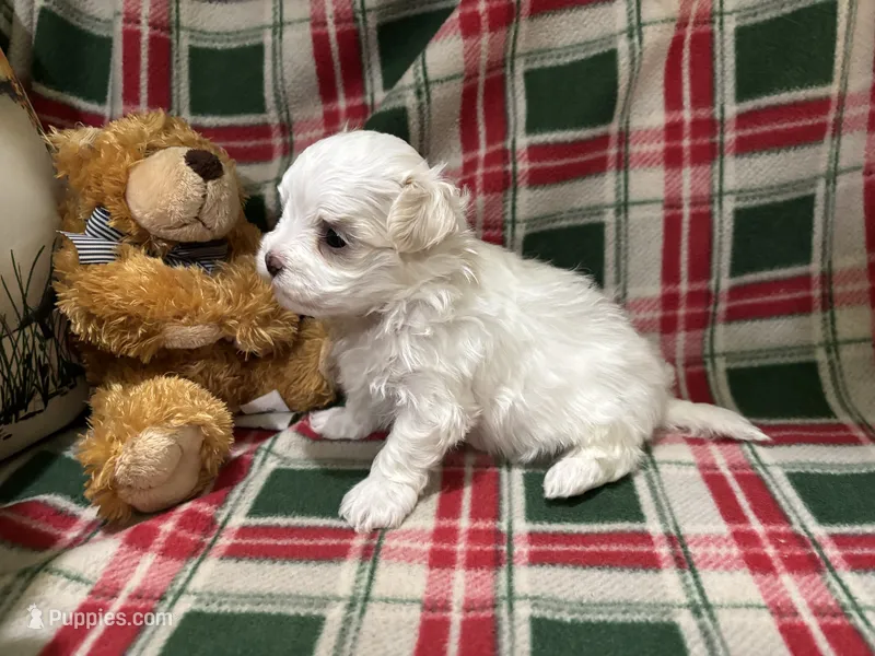 Peaches Male – Maltese puppy for sale in Center Point, TX