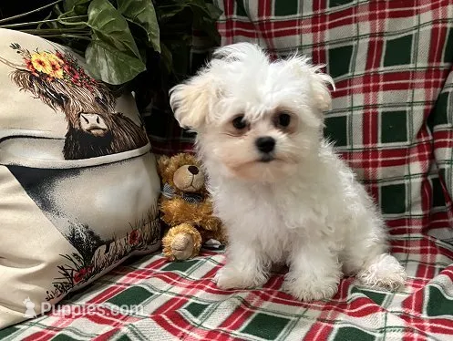 Dixie Male 2 – Maltese puppy for sale in Center Point, TX