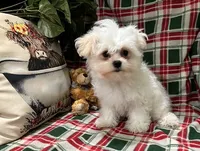Dixie Male 2, a male Maltese for sale in Center Point, TX – 1 of 1