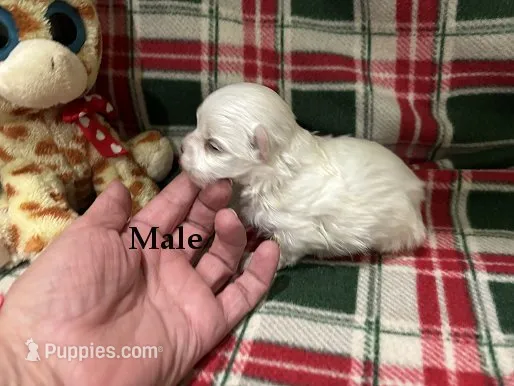 Belle Male – Maltese puppy for sale in Center Point, TX