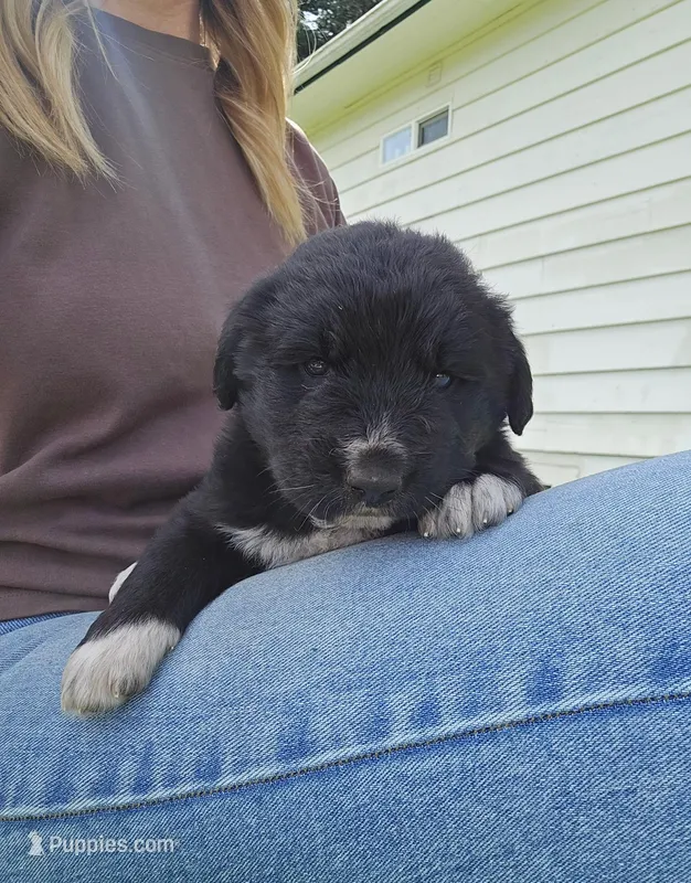 Purple female – Golden Mountain Dog puppy for sale in Snohomish, WA