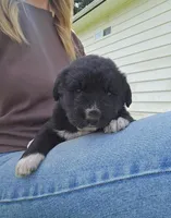 Purple female, a female Golden Mountain Dog for sale in Snohomish, WA – Photo 1 of 5