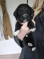 Purple female, a female Golden Mountain Dog for sale in Snohomish, WA – Photo 2 of 5