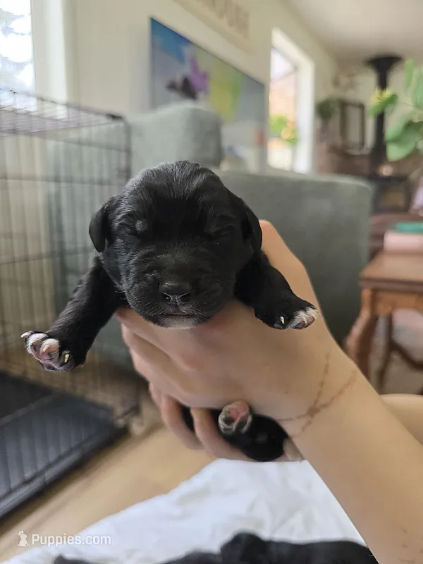 Girl 1 – Golden Mountain Dog puppy for sale in Snohomish, WA