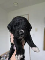 Purple female, a female Golden Mountain Dog for sale in Snohomish, WA – Photo 3 of 5