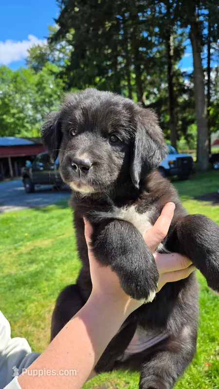 Lime Green male – Golden Mountain Dog puppy for sale in Snohomish, WA