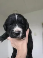 Orange male, a male Golden Mountain Dog for sale in Snohomish, WA – Photo 3 of 5